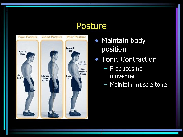 Posture • Maintain body position • Tonic Contraction – Produces no movement – Maintain Posture • Maintain body position • Tonic Contraction – Produces no movement – Maintain