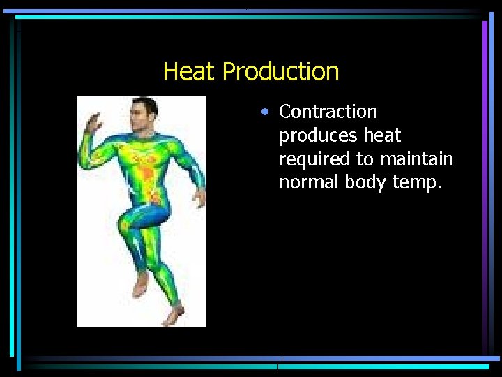 Heat Production • Contraction produces heat required to maintain normal body temp. Heat Production • Contraction produces heat required to maintain normal body temp.