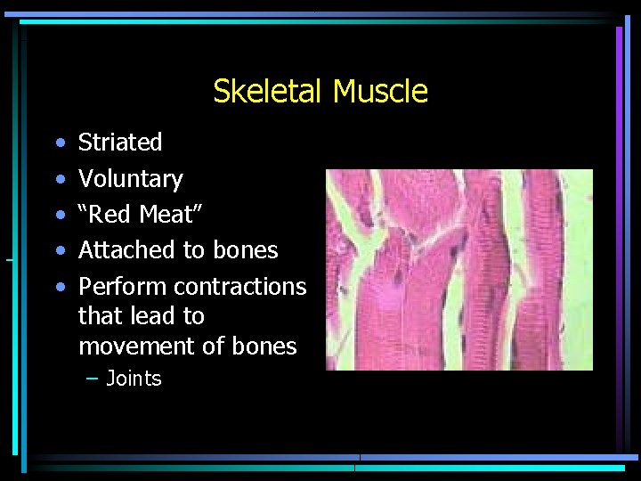 Skeletal Muscle • • • Striated Voluntary “Red Meat” Attached to bones Perform contractions Skeletal Muscle • • • Striated Voluntary “Red Meat” Attached to bones Perform contractions