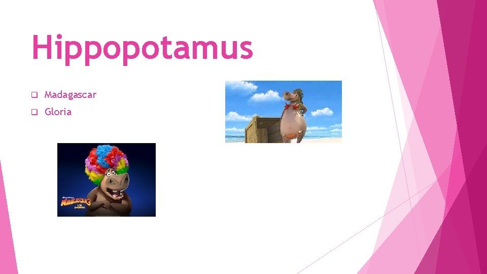 Hippopotamus q Madagascar q Gloria 