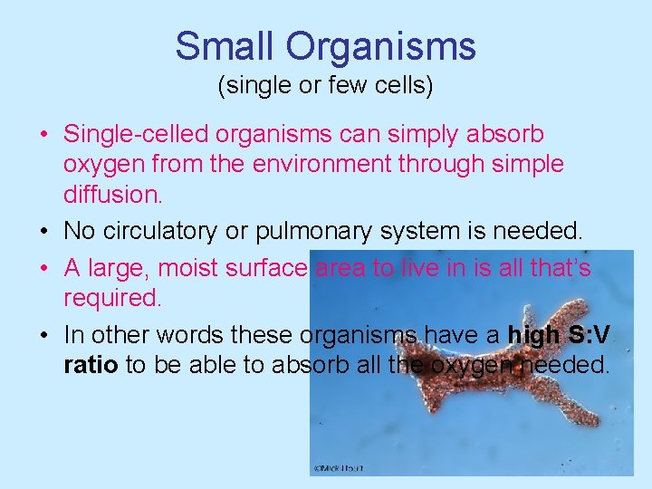 Small Organisms (single or few cells) • Single-celled organisms can simply absorb oxygen from