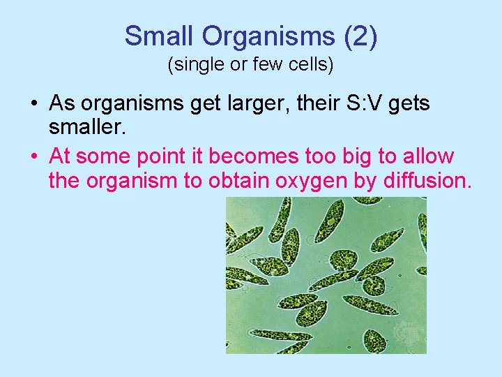 Small Organisms (2) (single or few cells) • As organisms get larger, their S: