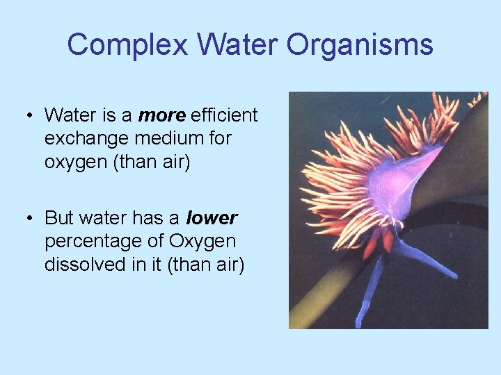 Complex Water Organisms • Water is a more efficient exchange medium for oxygen (than