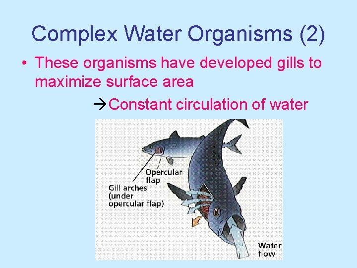 Complex Water Organisms (2) • These organisms have developed gills to maximize surface area