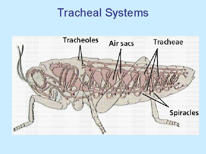Tracheal Systems 