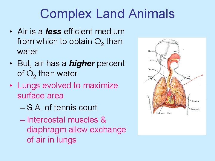 Complex Land Animals • Air is a less efficient medium from which to obtain