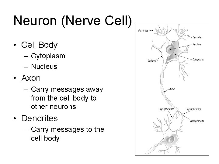 Neuron (Nerve Cell) • Cell Body – Cytoplasm – Nucleus • Axon – Carry