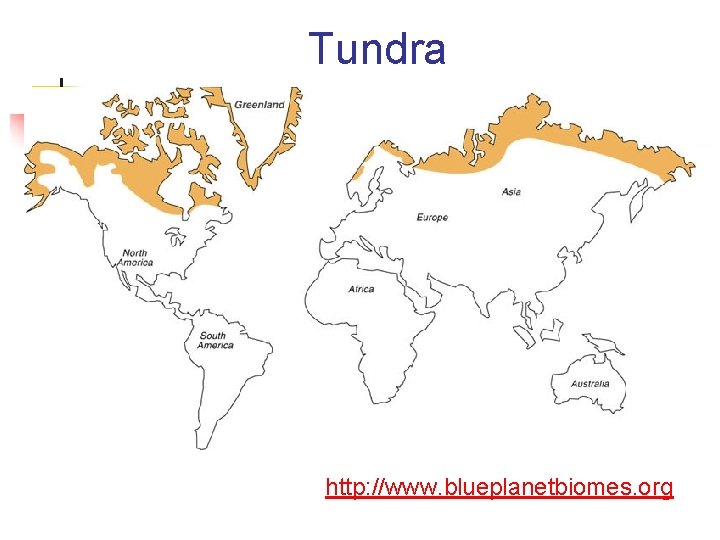 Tundra http: //www. blueplanetbiomes. org 