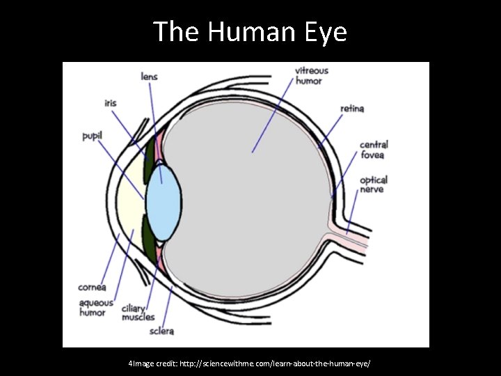 The Human Eye 4 Image credit: http: //sciencewithme. com/learn-about-the-human-eye/ 