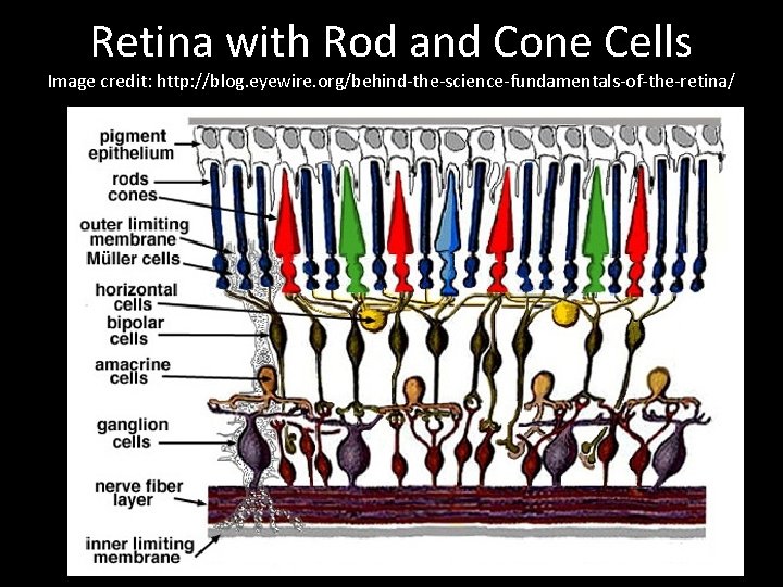 Retina with Rod and Cone Cells Image credit: http: //blog. eyewire. org/behind-the-science-fundamentals-of-the-retina/ 5 