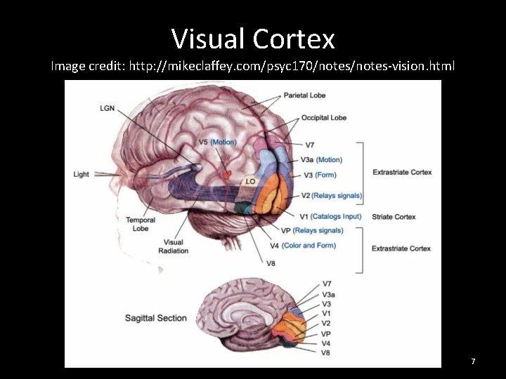 Visual Cortex Image credit: http: //mikeclaffey. com/psyc 170/notes-vision. html 7 