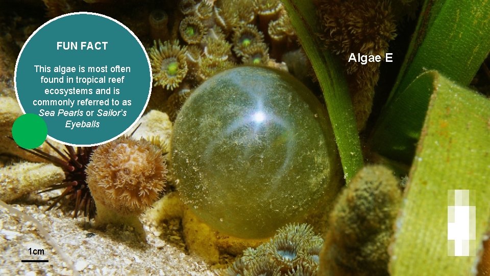 FUN FACT This algae is most often found in tropical reef ecosystems and is