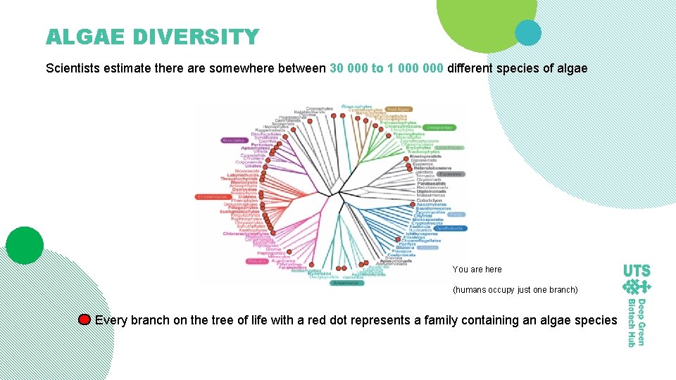 ALGAE DIVERSITY Scientists estimate there are somewhere between 30 000 to 1 000 different
