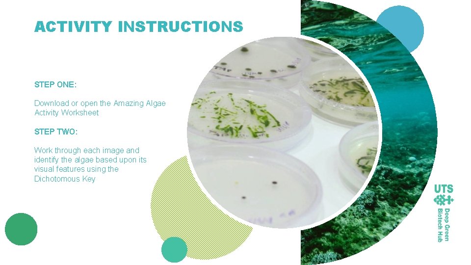 ACTIVITY INSTRUCTIONS STEP ONE: Download or open the Amazing Algae Activity Worksheet STEP TWO: