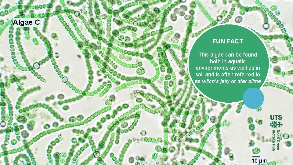 Algae C FUN FACT This algae can be found both in aquatic environments as
