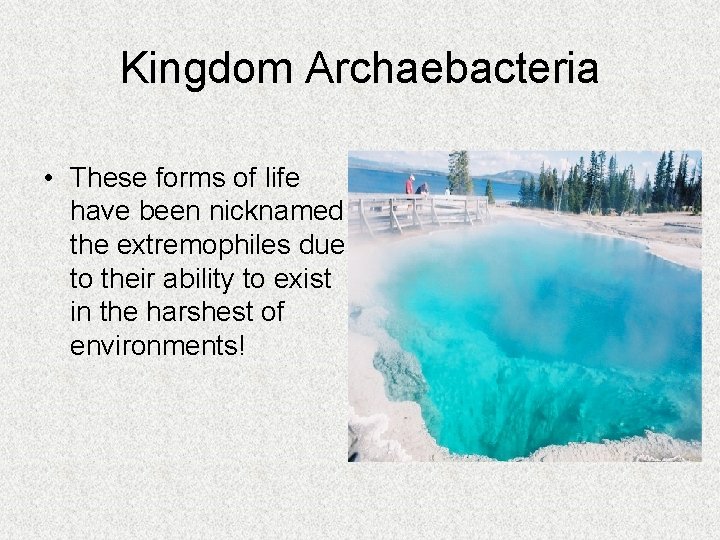 Kingdom Archaebacteria • These forms of life have been nicknamed the extremophiles due to