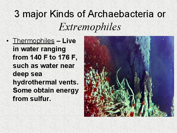3 major Kinds of Archaebacteria or Extremophiles • Thermophiles – Live in water ranging