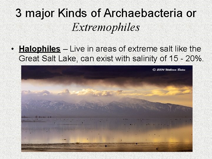 3 major Kinds of Archaebacteria or Extremophiles • Halophiles – Live in areas of
