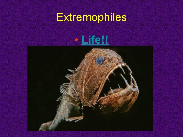 Extremophiles • Life!! 