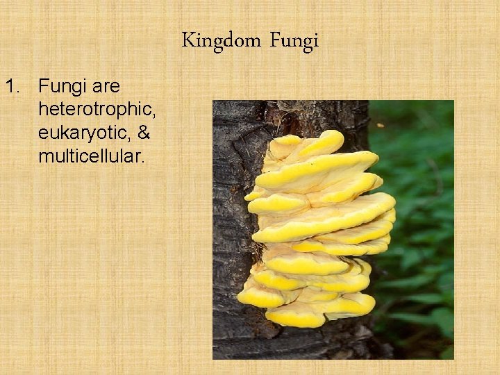 Kingdom Fungi 1. Fungi are heterotrophic, eukaryotic, & multicellular. 
