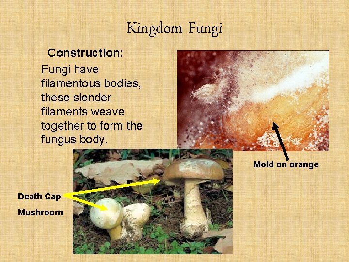 Kingdom Fungi Construction: Fungi have filamentous bodies, these slender filaments weave together to form