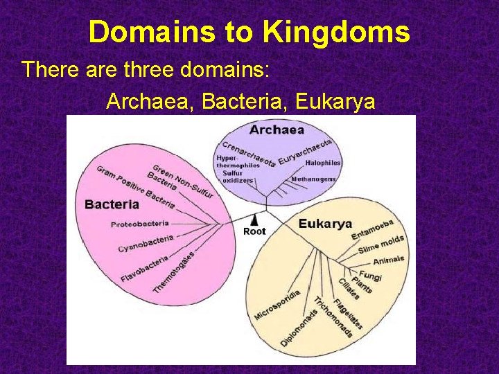 Domains to Kingdoms There are three domains: Archaea, Bacteria, Eukarya 