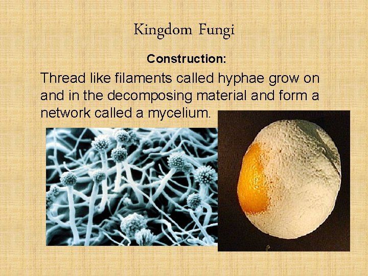 Kingdom Fungi Construction: Thread like filaments called hyphae grow on and in the decomposing