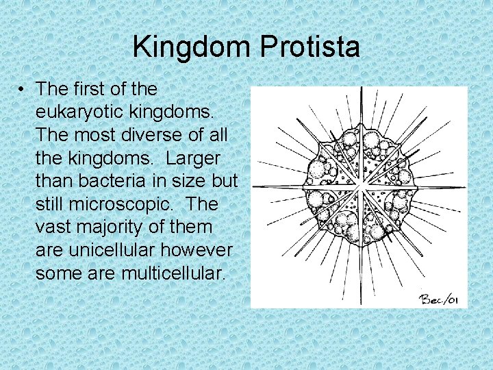 Kingdom Protista • The first of the eukaryotic kingdoms. The most diverse of all