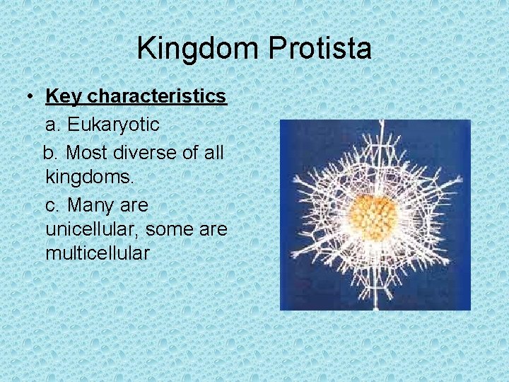 Kingdom Protista • Key characteristics a. Eukaryotic b. Most diverse of all kingdoms. c.