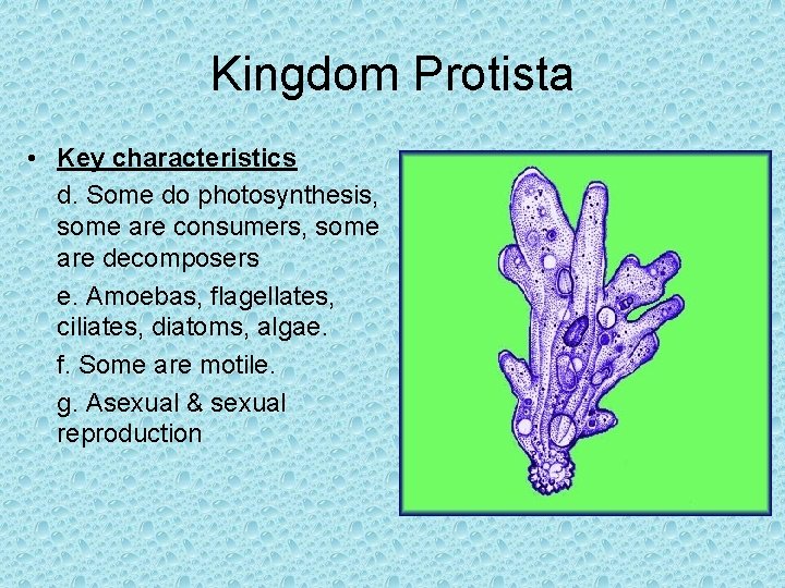 Kingdom Protista • Key characteristics d. Some do photosynthesis, some are consumers, some are