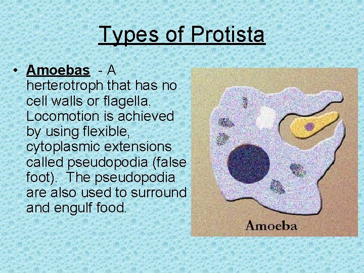 Types of Protista • Amoebas - A herterotroph that has no cell walls or
