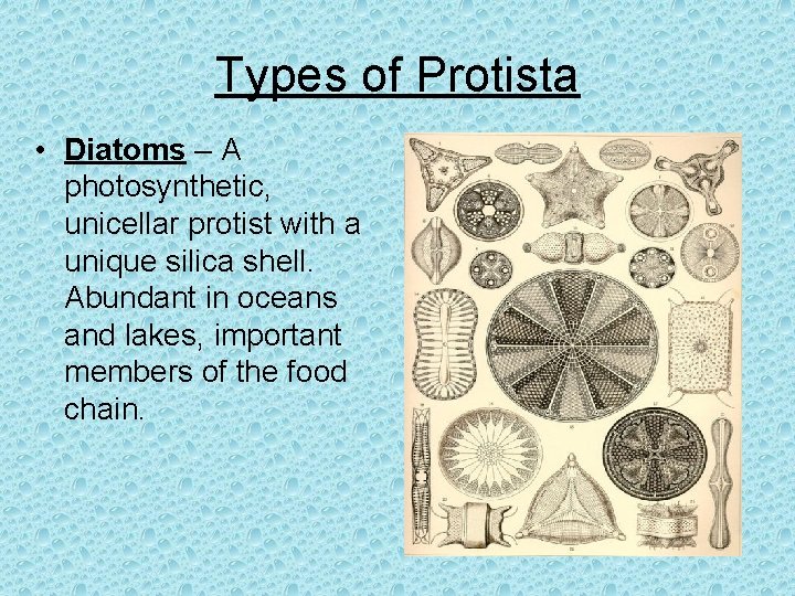 Types of Protista • Diatoms – A photosynthetic, unicellar protist with a unique silica