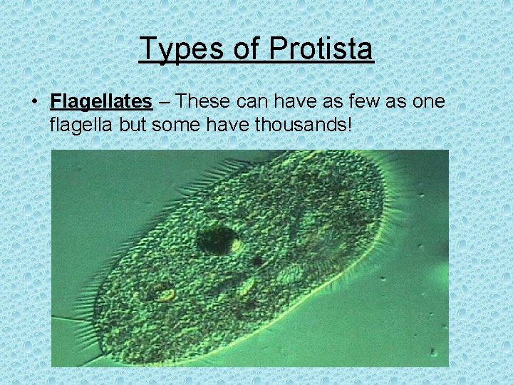 Types of Protista • Flagellates – These can have as few as one flagella