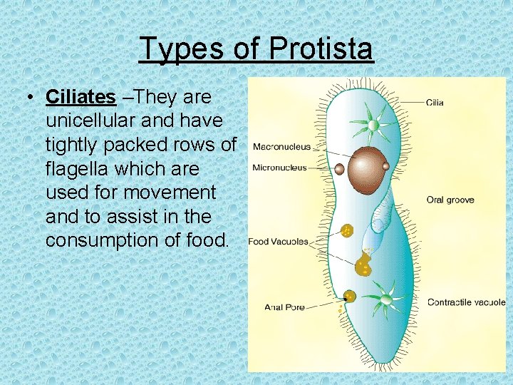 Types of Protista • Ciliates –They are unicellular and have tightly packed rows of