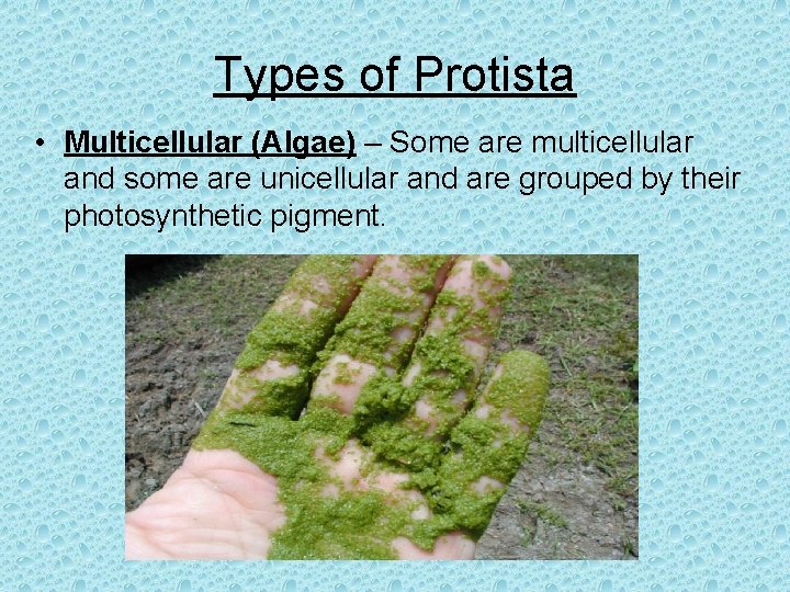 Types of Protista • Multicellular (Algae) – Some are multicellular and some are unicellular