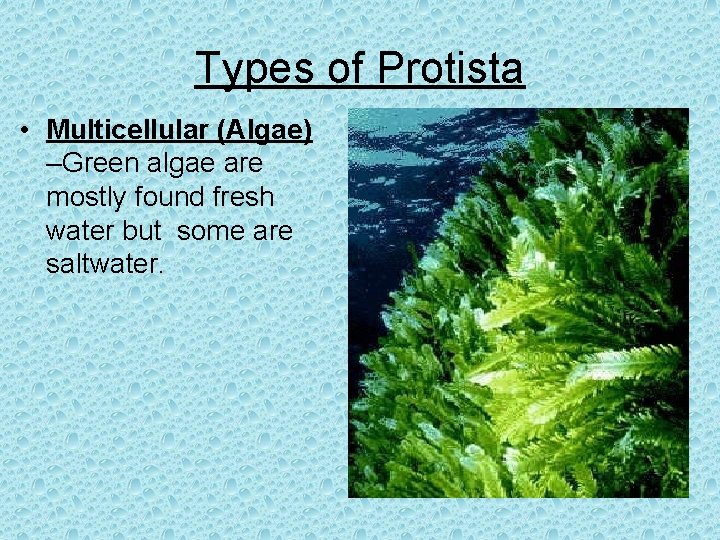 Types of Protista • Multicellular (Algae) –Green algae are mostly found fresh water but