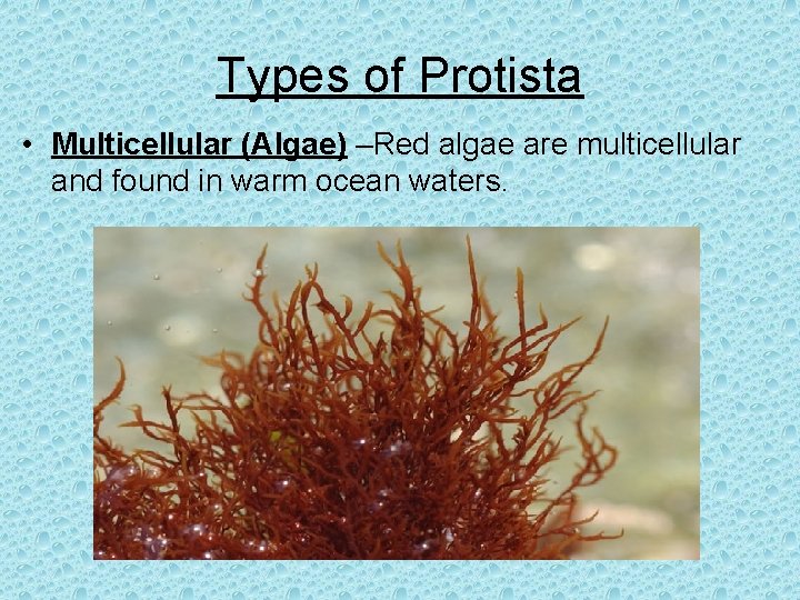Types of Protista • Multicellular (Algae) –Red algae are multicellular and found in warm
