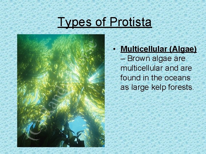 Types of Protista • Multicellular (Algae) – Brown algae are multicellular and are found