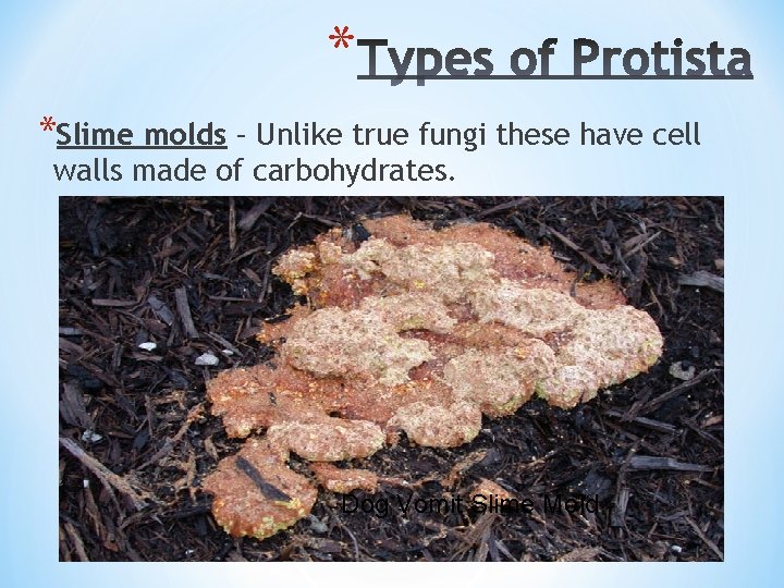 * *Slime molds – Unlike true fungi these have cell walls made of carbohydrates.