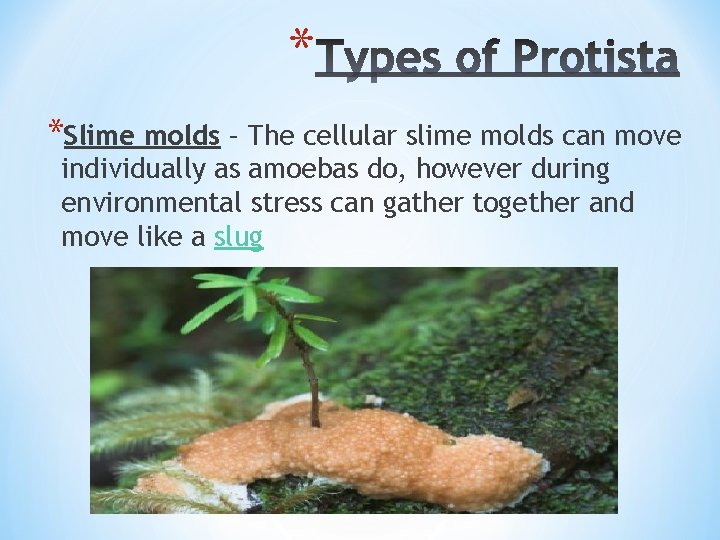 * *Slime molds – The cellular slime molds can move individually as amoebas do,