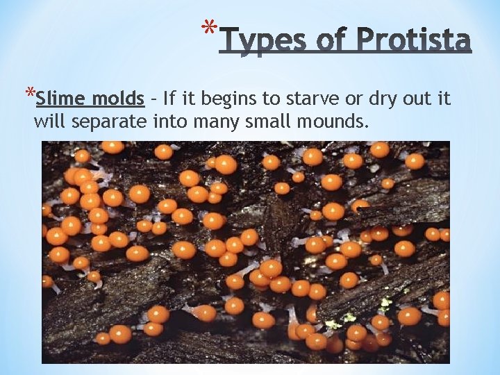 * *Slime molds – If it begins to starve or dry out it will