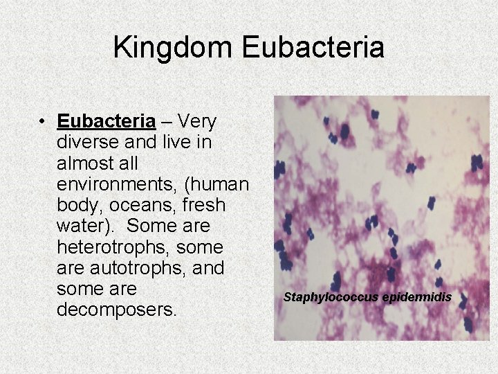Kingdom Eubacteria • Eubacteria – Very diverse and live in almost all environments, (human