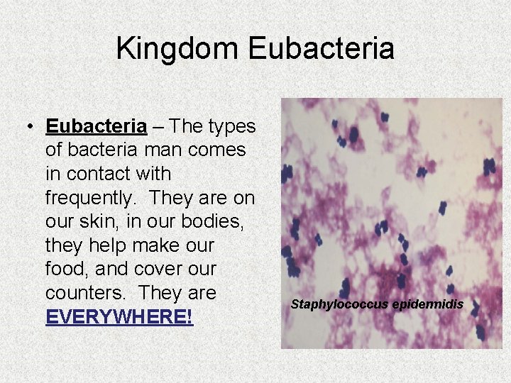 Kingdom Eubacteria • Eubacteria – The types of bacteria man comes in contact with