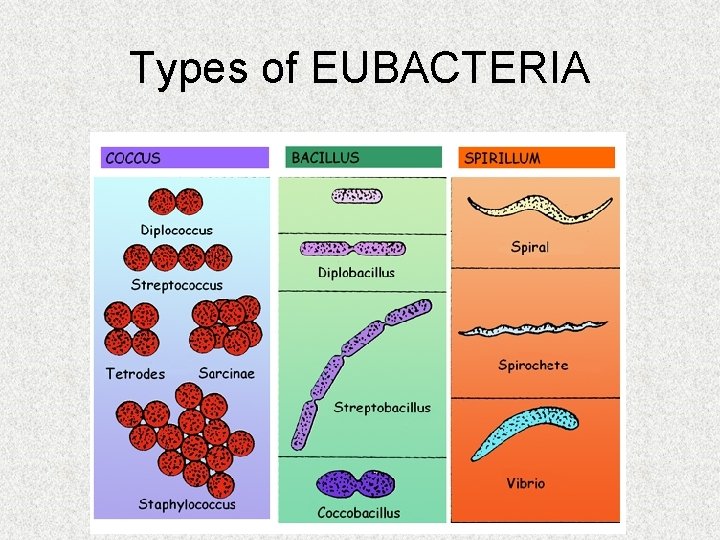 Types of EUBACTERIA 