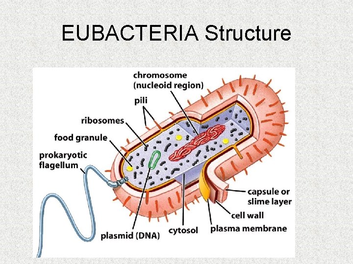 EUBACTERIA Structure 