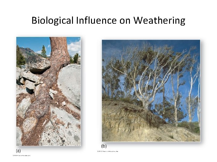 Biological Influence on Weathering 