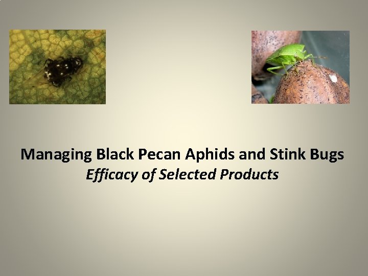 Managing Black Pecan Aphids and Stink Bugs Efficacy of Selected Products 