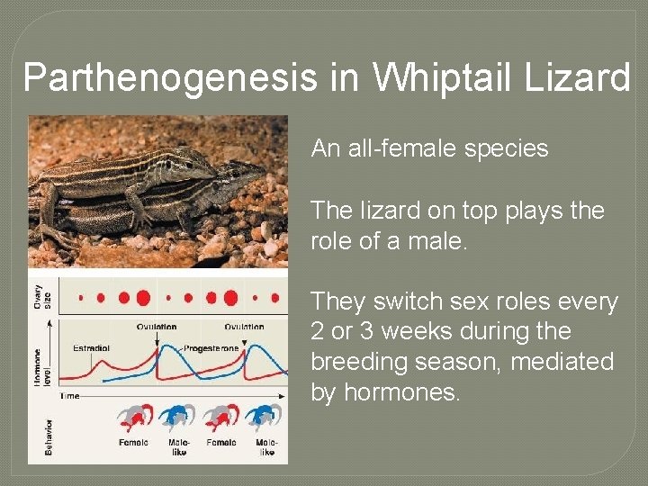 Parthenogenesis in Whiptail Lizard An all-female species The lizard on top plays the role