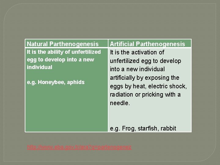 Natural Parthenogenesis It is the ability of unfertilized egg to develop into a new