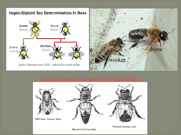 http: //www. youtube. com/watch? v=Vs. Cm. SWo. F 8 PY 